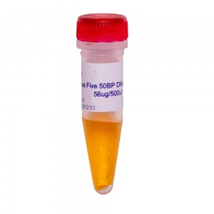 50 bp DNA ladder