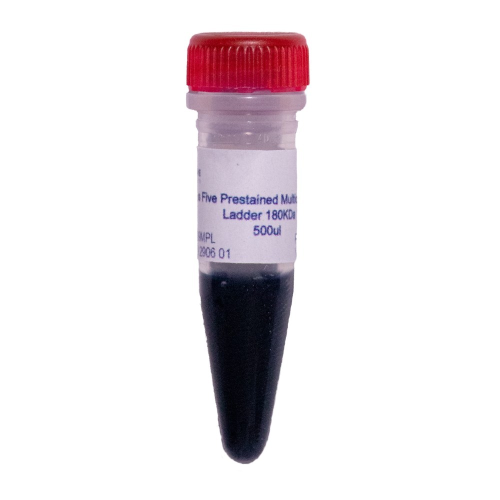 Class Five Protein Ladder Pr&eacute; Stained Multicolor 15-180 KDa - Frasco 500ul