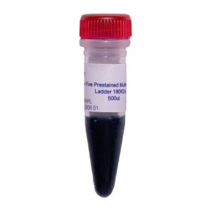 Class Five Protein Ladder Pr&eacute; Stained Multicolor 15-180 KDa - Frasco 500ul