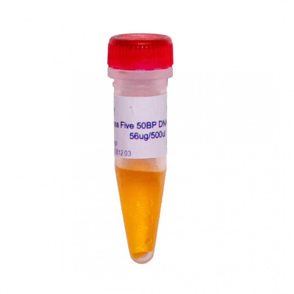 50 bp DNA ladder