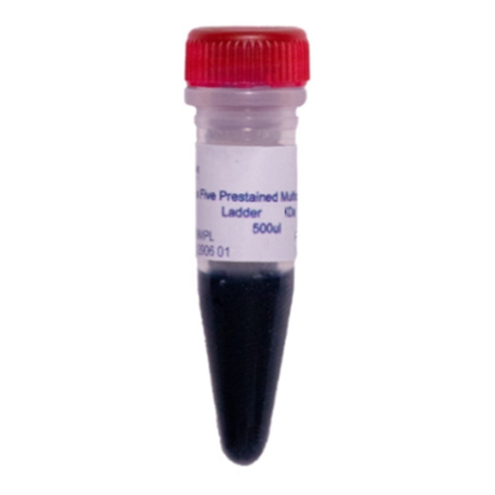 Class Five Protein Ladder Pre Stained Multicolor 3-260KDa - Frasco com 500ul