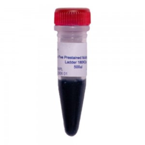 Class Five Blue Protein Ladder 10-180 KDa - Frasco com 500ul