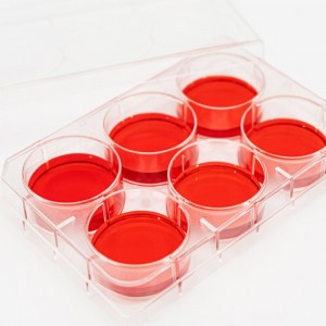 Placa  com 6 po&ccedil;os para cultura de c&eacute;lulas em suspens&atilde;o