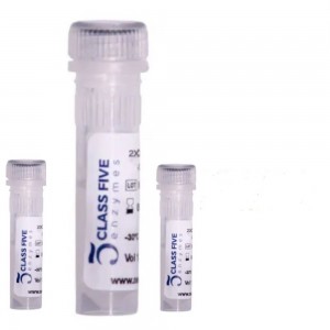 Transcriptase Reversa Class Five