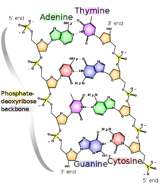 Estrutura química dna